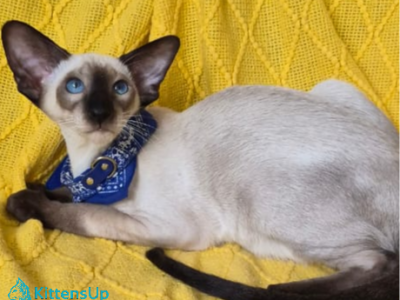 Hazel Nut - Siamese - Gallery Photo #1