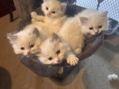 Ragdoll Lynx Kitten - Ragdoll - Gallery Photo #1