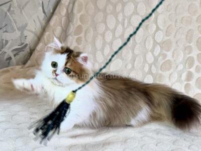 Yomar Golden Bicolor Minuet Munchkin Short Legs - Munchkin - Gallery Photo #1