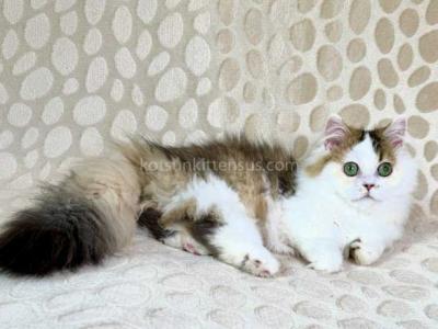 Yestin Golden Bicolor Minuet Munchkin Short Legs - Munchkin - Gallery Photo #1