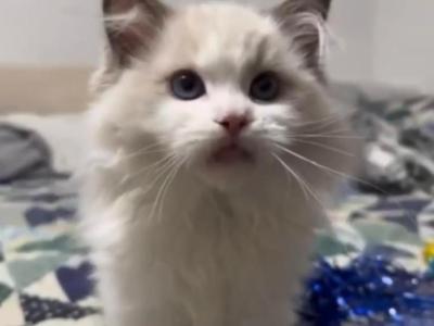 Angel - Ragdoll - Gallery Photo #1
