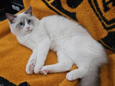 Dale - Ragdoll - Gallery Photo #1
