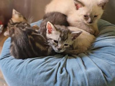 Cute And Cuddly Mix - American Shorthair - Gallery Photo #1