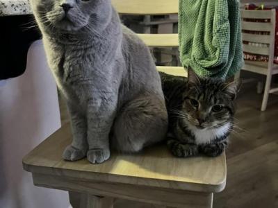 Astro & Lynx - Scottish Straight - Gallery Photo #1