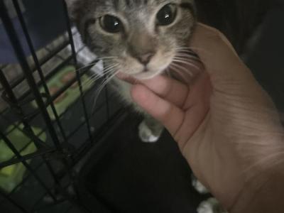 Abby - Bengal - Gallery Photo #1