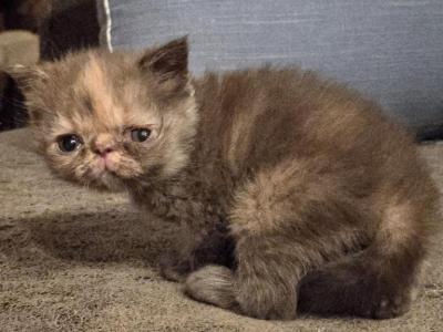 Chocolate Tortie Exotic Shorthair Girl - Exotic - Gallery Photo #1