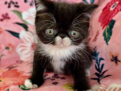 Tuxedo Baby - Exotic - Gallery Photo #1