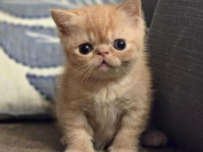 Red Exotic Shorthair Girl - Exotic - Gallery Photo #1