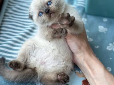 Lava - Scottish Fold - Gallery Photo #1