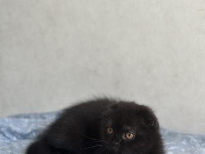 Kraken - Scottish Fold - Gallery Photo #1