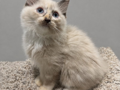 Torti Ragdoll Female - Ragdoll - Gallery Photo #1