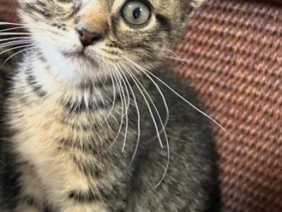 No Name Yet - Domestic - Gallery Photo #1