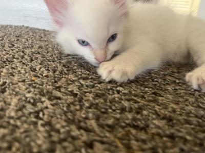 Dumpling - Domestic - Gallery Photo #1