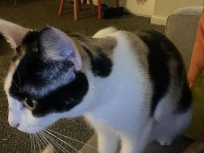 Cali - Domestic - Gallery Photo #1