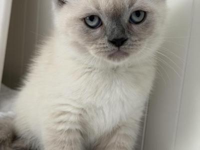 Casper - British Shorthair - Gallery Photo #1