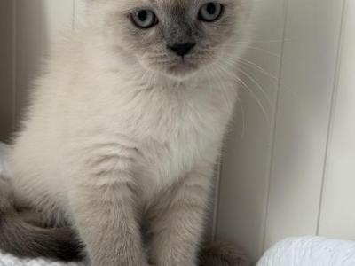 Milo - British Shorthair - Gallery Photo #1