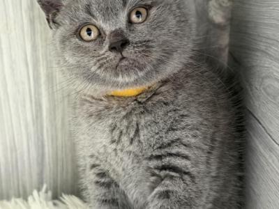Margo - British Shorthair - Gallery Photo #1