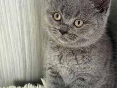 Mimi - British Shorthair - Gallery Photo #1