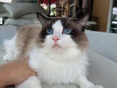 Naonao - Ragdoll - Gallery Photo #1