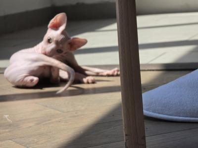 Monkey - Sphynx - Gallery Photo #1