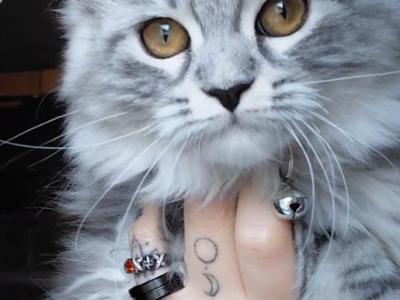 Maine Coon Dollface Persian Hybrid - Maine Coon - Gallery Photo #1
