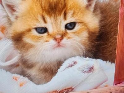 Marusya - Scottish Fold - Gallery Photo #1