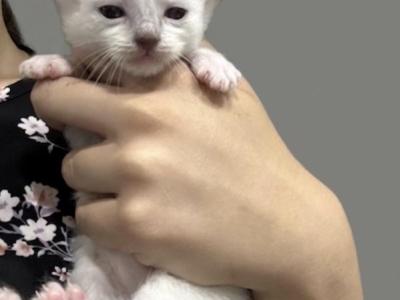 Blue Mitted Male - Ragdoll - Gallery Photo #1
