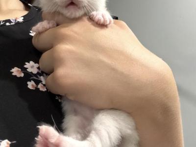 Blue Mitted Male 2 - Ragdoll - Gallery Photo #1