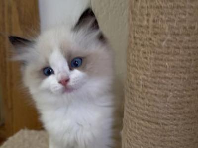 Princess - Ragdoll - Gallery Photo #1