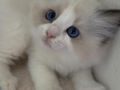 Little - Ragdoll - Gallery Photo #1