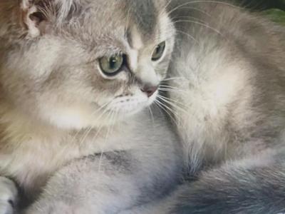 Luxury Kitty Love - British Shorthair - Gallery Photo #1