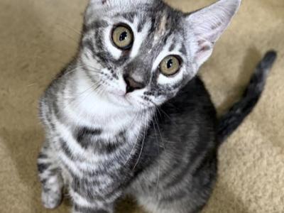 Minnie - Bengal - Gallery Photo #1