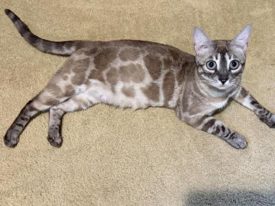 Tyche - Bengal - Gallery Photo #1