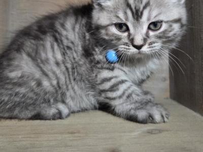 Rosco - Persian - Gallery Photo #1