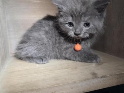 Bam Bam - Persian - Gallery Photo #1