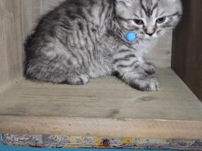 Mamacita's Litter - Himalayan - Gallery Photo #1