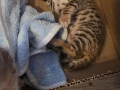 The Big Bengals - Bengal - Gallery Photo #1