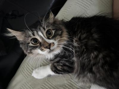Farm Manx Kittens - Manx - Gallery Photo #1