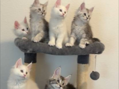 Zeus & Ali - Maine Coon - Gallery Photo #1
