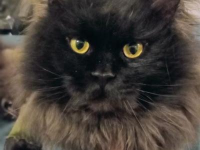 Neffaterri And Bagheera's Litter - Maine Coon - Gallery Photo #1