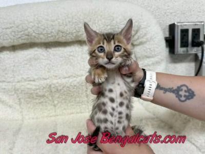 Neon Orange Collared - Bengal - Gallery Photo #1