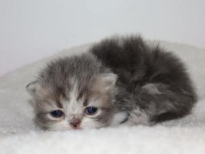 Connor - Persian - Gallery Photo #1