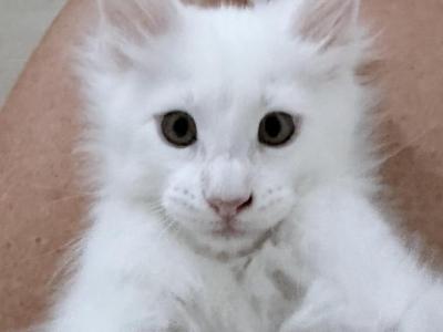 Pinky - Maine Coon - Gallery Photo #1