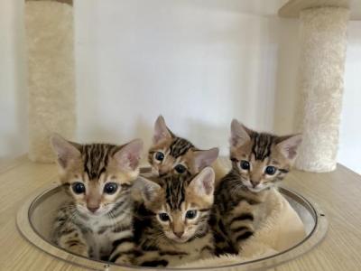 TICA Bengal Kittens - Bengal - Gallery Photo #1