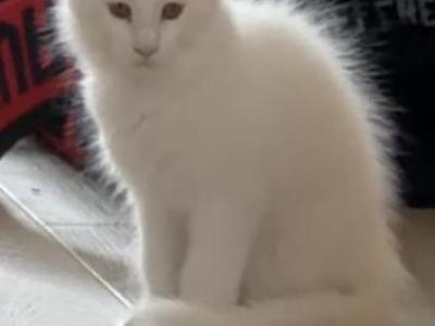 Achilles - Maine Coon - Gallery Photo #1