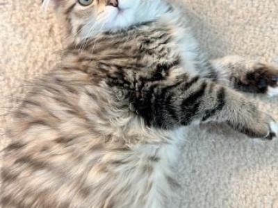 Darya - Scottish Fold - Gallery Photo #1