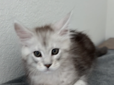 Farah - Maine Coon - Gallery Photo #1