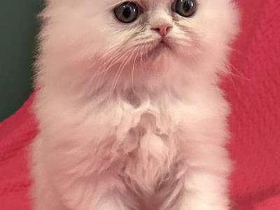 Sweets - Persian - Gallery Photo #1