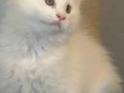 Troy - Maine Coon - Gallery Photo #1