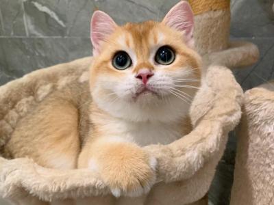 Bear - British Shorthair - Gallery Photo #1